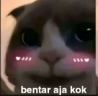 Video sticker ❤️ Kucing kematian