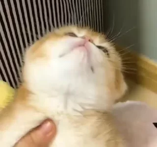 Video sticker 💀 @wisrc