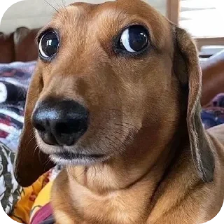 Telegram sticker 🐶 By @TheYash12