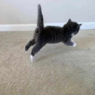 Video sticker 🌟 fuck your mom :: @fStikBot