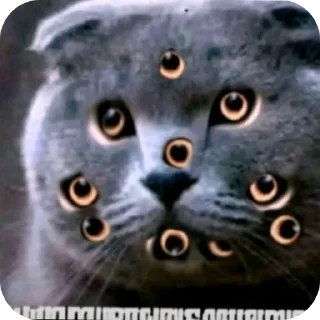 Telegram sticker 🐱 гэнгбэнг