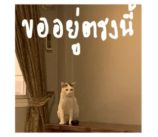 Telegram sticker ⭐ @Chertam_9602