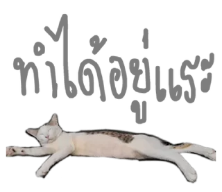 Video sticker ⭐ @Chertam_9602