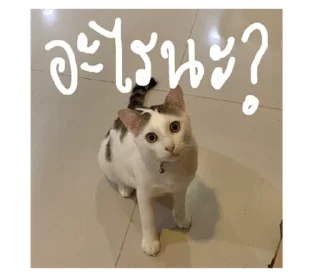 Video sticker ⭐ @Chertam_9602