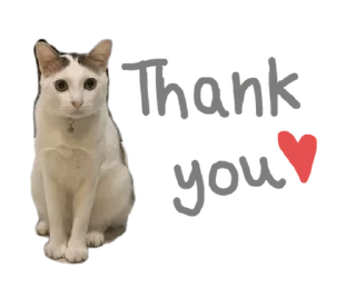 Video sticker ⭐ @Chertam_9602