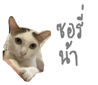 Telegram sticker ⭐ @Chertam_9602