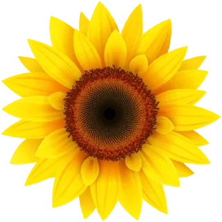 Video sticker 🌻 @wisdom_droplets 2 — @stckrRobot