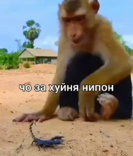 Video sticker 😏 Больше стикеров тут: @stikery_emodzi_memy