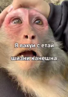 Video sticker 😏 Больше стикеров тут: @stikery_emodzi_memy