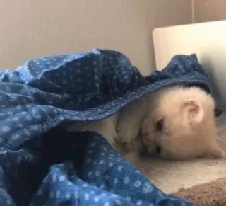 Telegram sticker ☹️ ندودي ، 🐈‍⬛ @i1NNN1