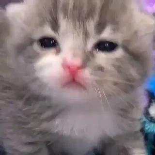 Sticker 🥺 ندودي ، 🐈‍⬛ @i1NNN1