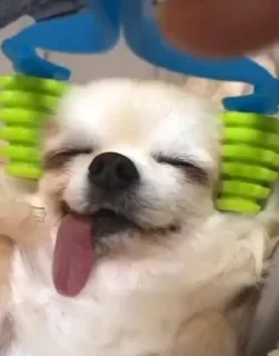 Telegram sticker 😴 ندودي ، 🐈‍⬛ @i1NNN1