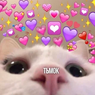 Video sticker 😘 Коти 💕