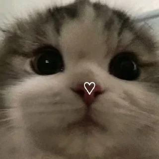 Telegram sticker 🤍 Коти 💕
