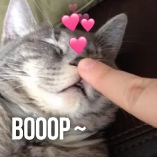 Video sticker 👆 Коти 💕