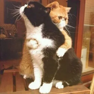 Video sticker 🐺 ﮼ححيدر،ععلي🐺🌶