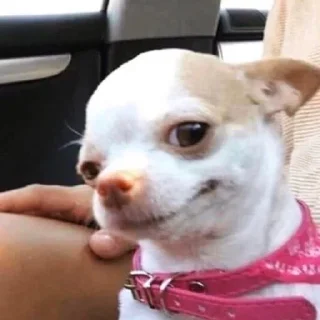 Telegram sticker 🌚 ﮼ححيدر،ععلي🐺🌶