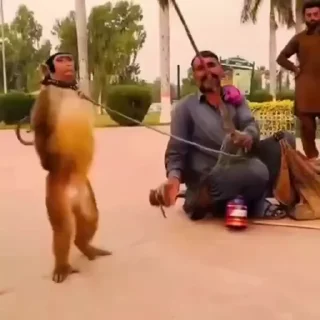 Video sticker 🙂‍↔️ bradochki_evgena_1 @ceLckz