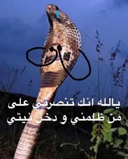 Telegram sticker 🐍 خَوَى