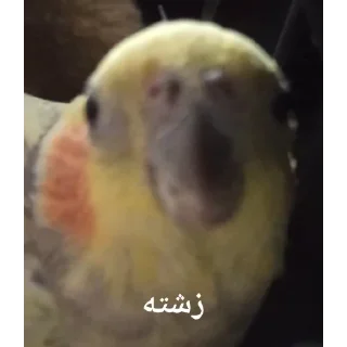 Telegram sticker 🌻 MMD(پت سابق و الفوی سابق تر)