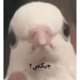 Video sticker 🌿 MMD(پت سابق و الفوی سابق تر)