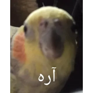 Video sticker 🍁 MMD(پت سابق و الفوی سابق تر)