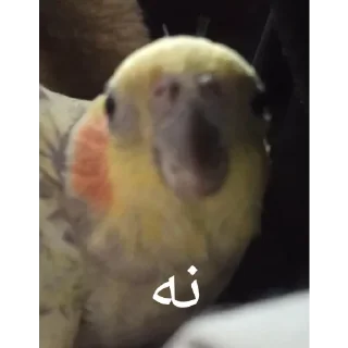 Video sticker 💐 MMD(پت سابق و الفوی سابق تر)