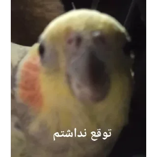 Telegram sticker ❤ MMD(پت سابق و الفوی سابق تر)