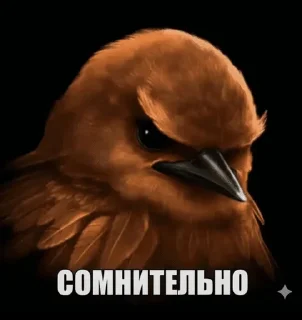 Telegram sticker 🌟 birds @vasyapepsi