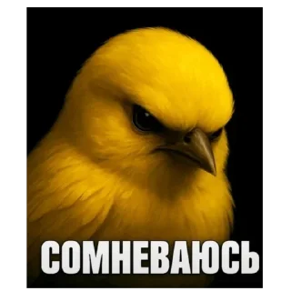 Video sticker 👎 birds @vasyapepsi