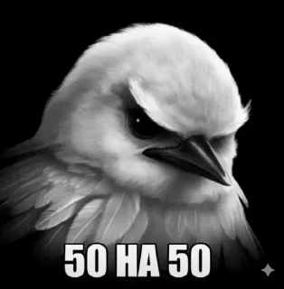Telegram sticker 🌟 birds @vasyapepsi