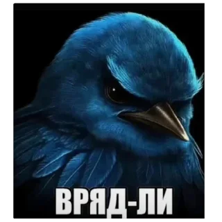 Sticker 😑 birds @vasyapepsi