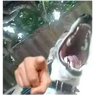 Telegram sticker 🤣 Axolotl Steal Pack