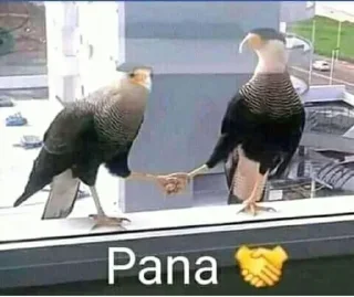 Video sticker 🤝 Axolotl Steal Pack