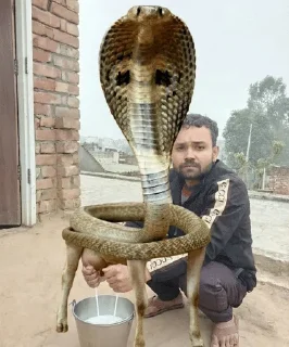 Video sticker 🌟 Biharizz in wonderland @HexFile