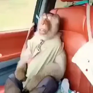 Video sticker 💤 Малпы 🇧🇾