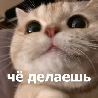 Telegram sticker 😊 ВСЕ СТИКИ ТУТ: @sekstick