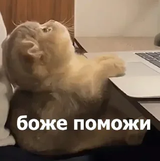 Telegram sticker 😣 ВСЕ СТИКИ ТУТ: @sekstick