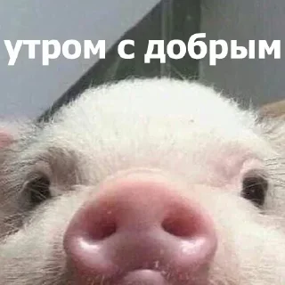 Video sticker 😊 ВСЕ СТИКИ ТУТ: @sekstick