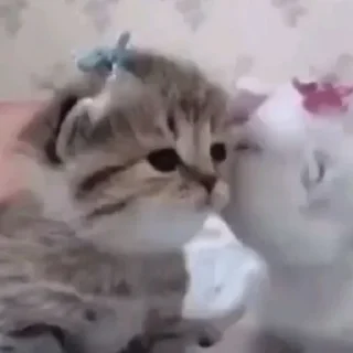 Telegram sticker 😘 Котики для Эвана