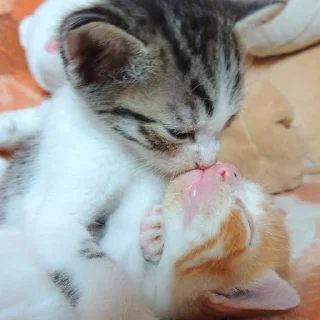 Video sticker 😘 Котики для Эвана