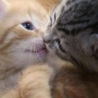 Telegram sticker 😘 Котики для Эвана