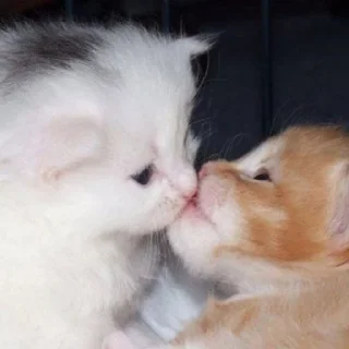 Telegram sticker 😘 Котики для Эвана