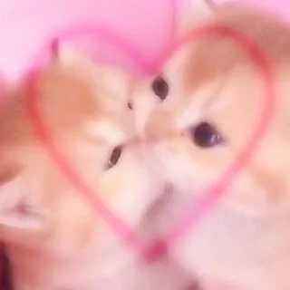 Sticker 😘 Котики для Эвана