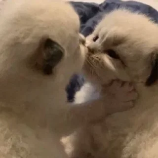 Telegram sticker 💋 Котики для Эвана
