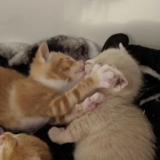 Telegram sticker 🥰 Котики для Эвана