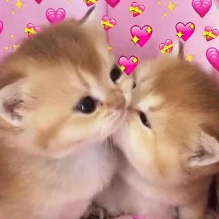 Telegram sticker 🥰 Котики для Эвана