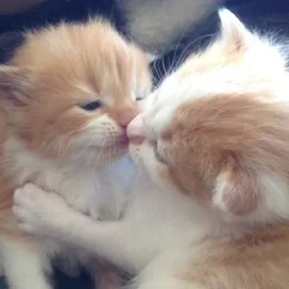 Video sticker 🥰 Котики для Эвана