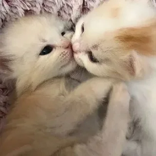 Video sticker 😘 Котики для Эвана