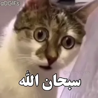 Video sticker 😳 NEW PACK @stickwebot